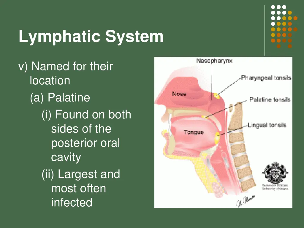 lymphatic system 19
