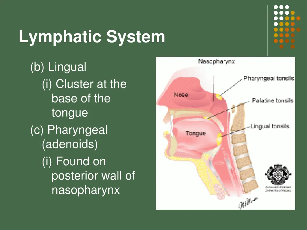 lymphatic system 20