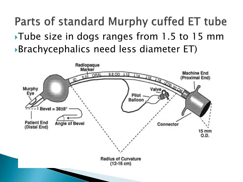 tube size in dogs ranges from