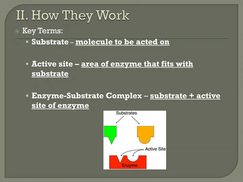 key terms substrate molecule to be acted on
