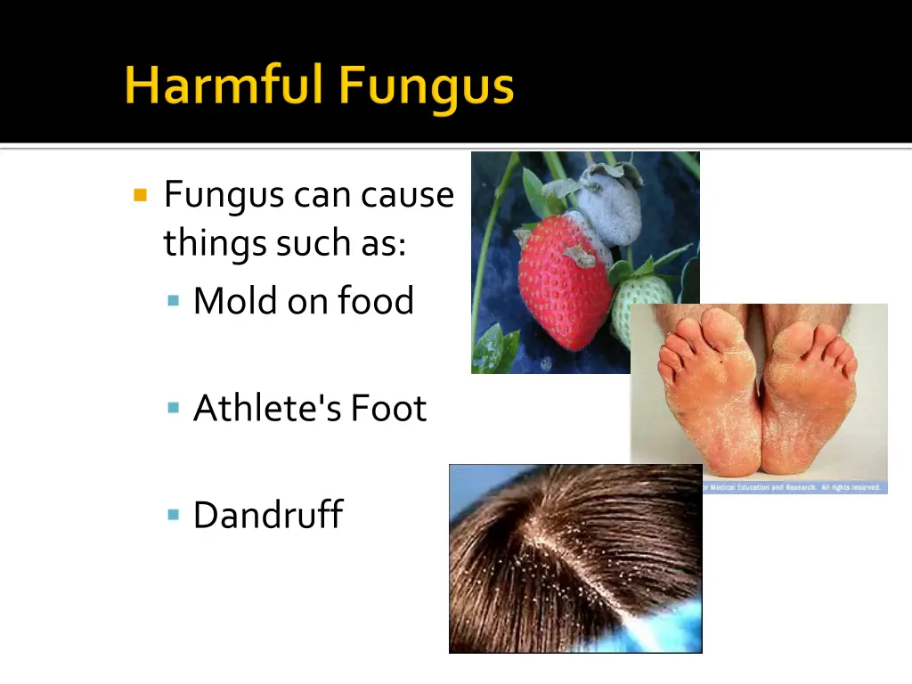 fungus can cause things such as mold on food