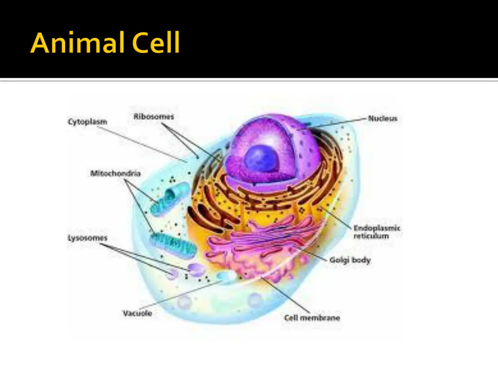 slide10