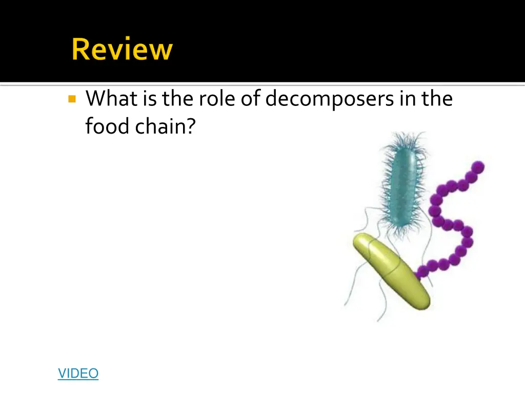 what is the role of decomposers in the food chain