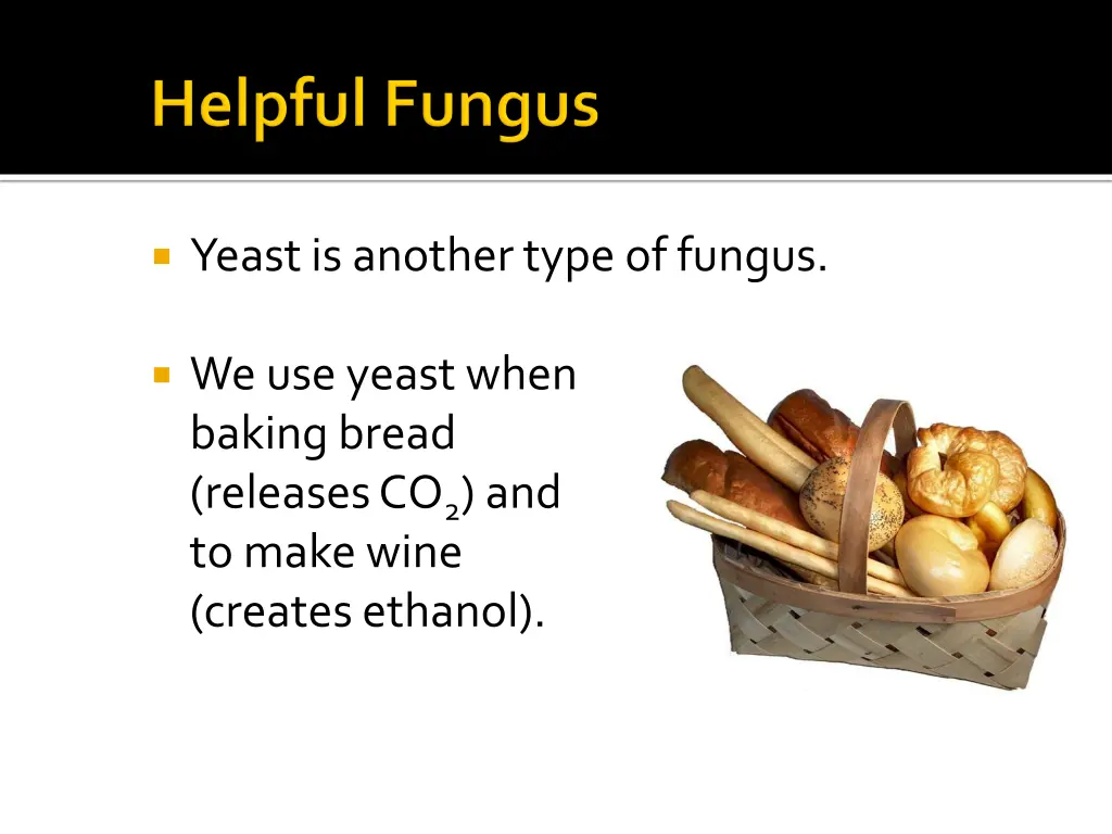 yeast is another type of fungus