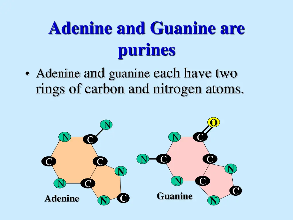 adenine and guanine are purines adenine