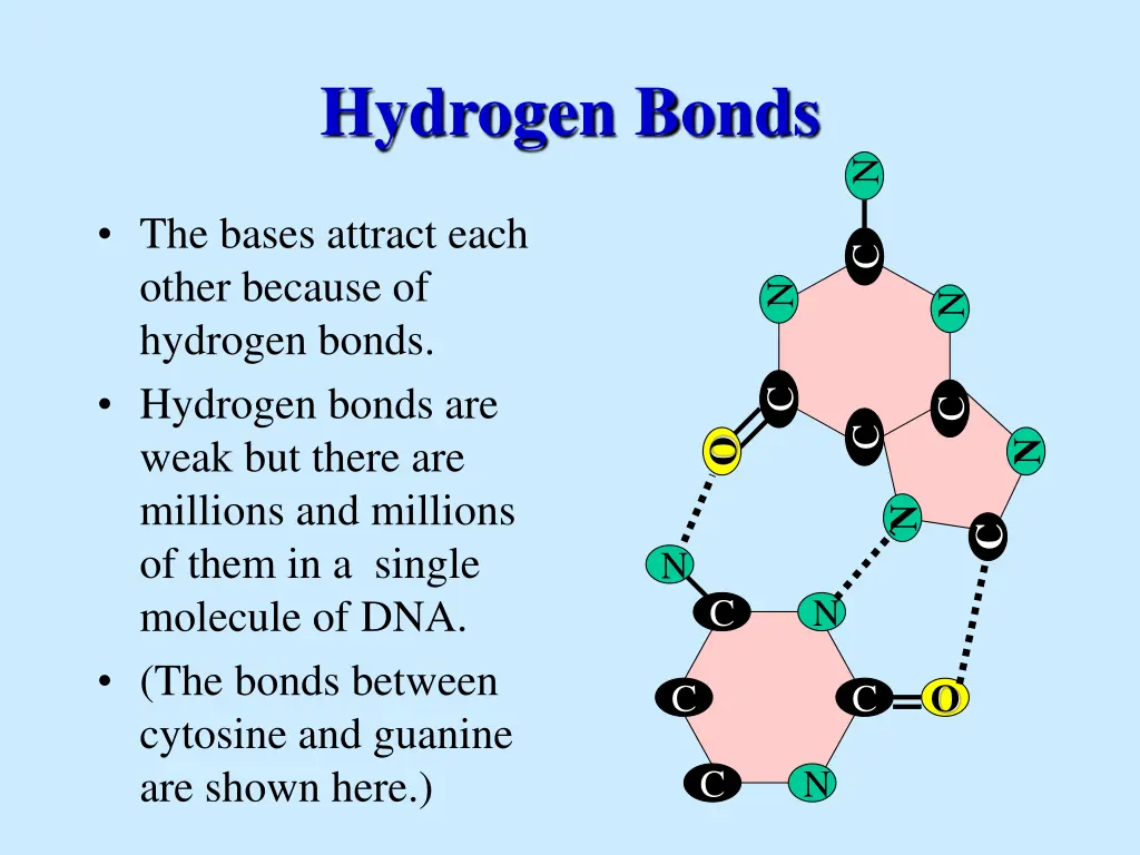 hydrogen bonds