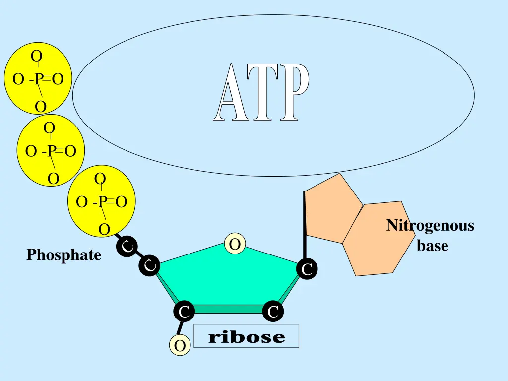 nucleotides atp