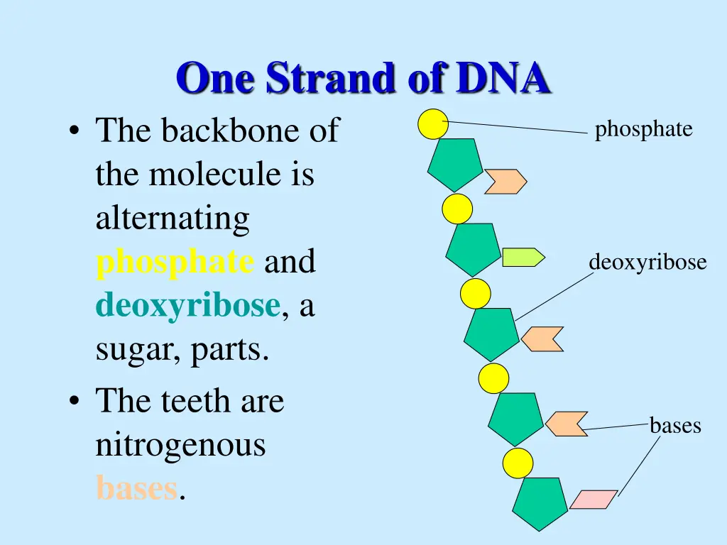 one strand of dna the backbone of the molecule