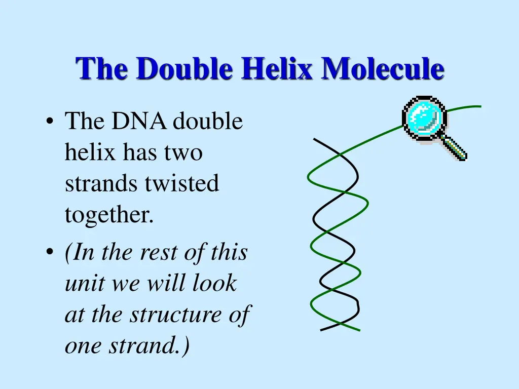 the double helix molecule