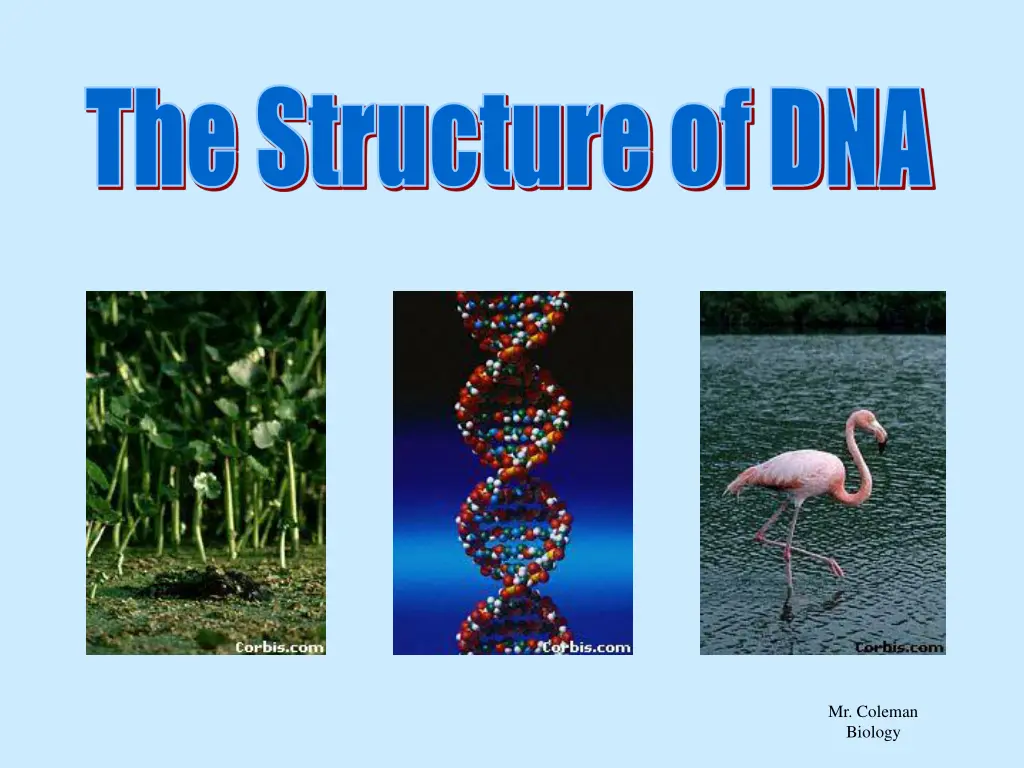 the structure of dna the structure of dna