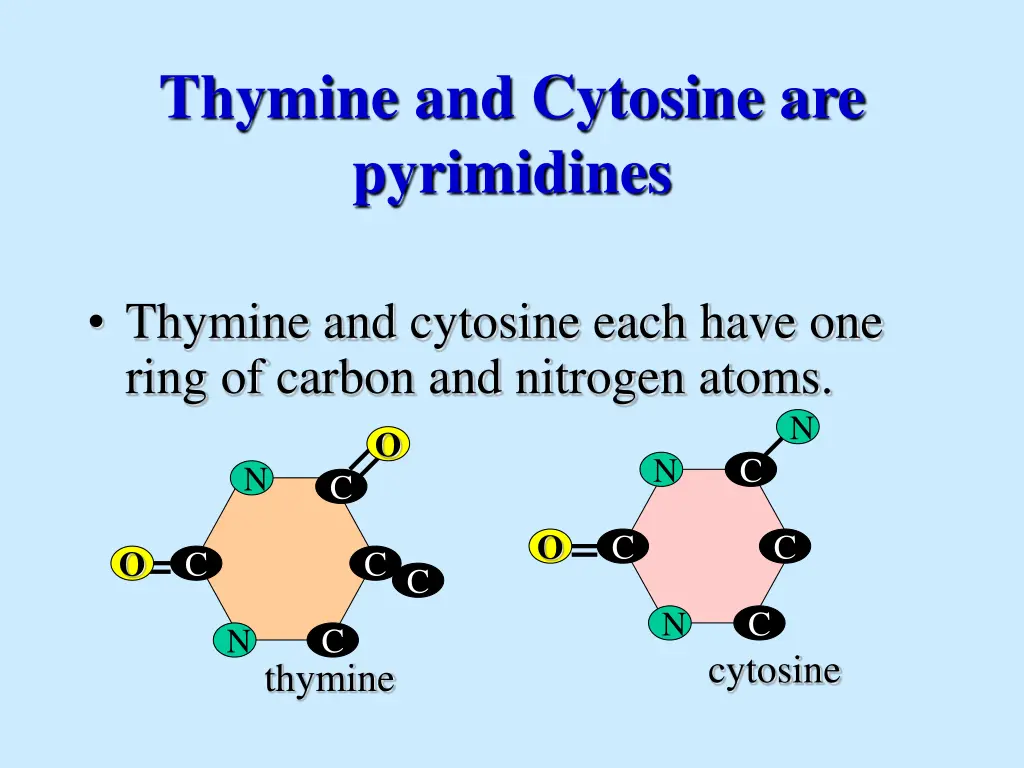 thymine and cytosine are pyrimidines