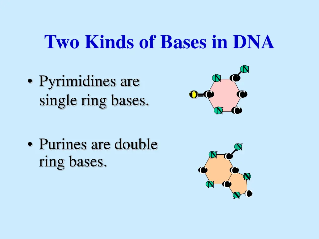 two kinds of bases in dna