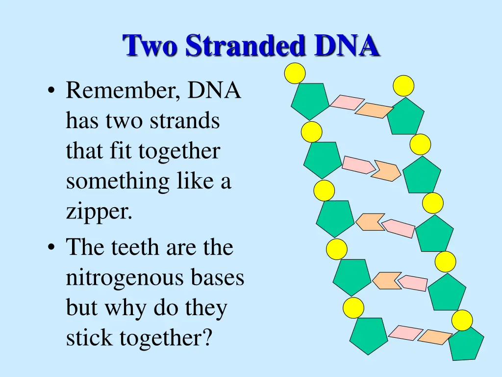 two stranded dna