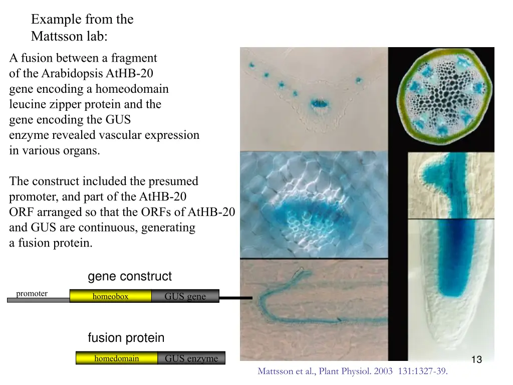 example from the mattsson lab