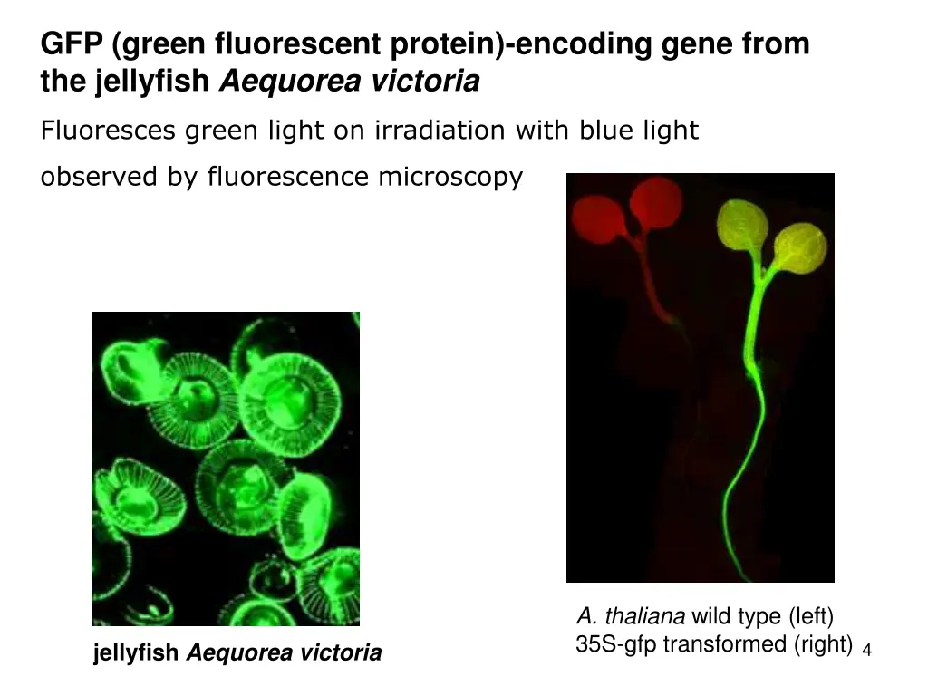 gfp green fluorescent protein encoding gene from