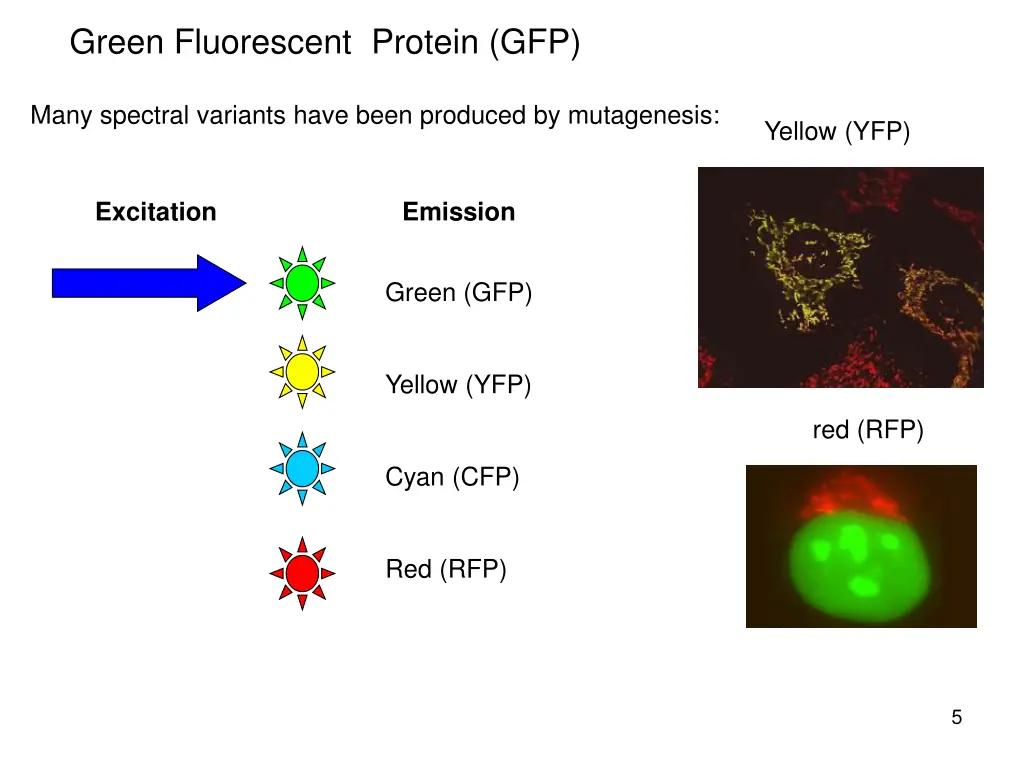 green fluorescent protein gfp