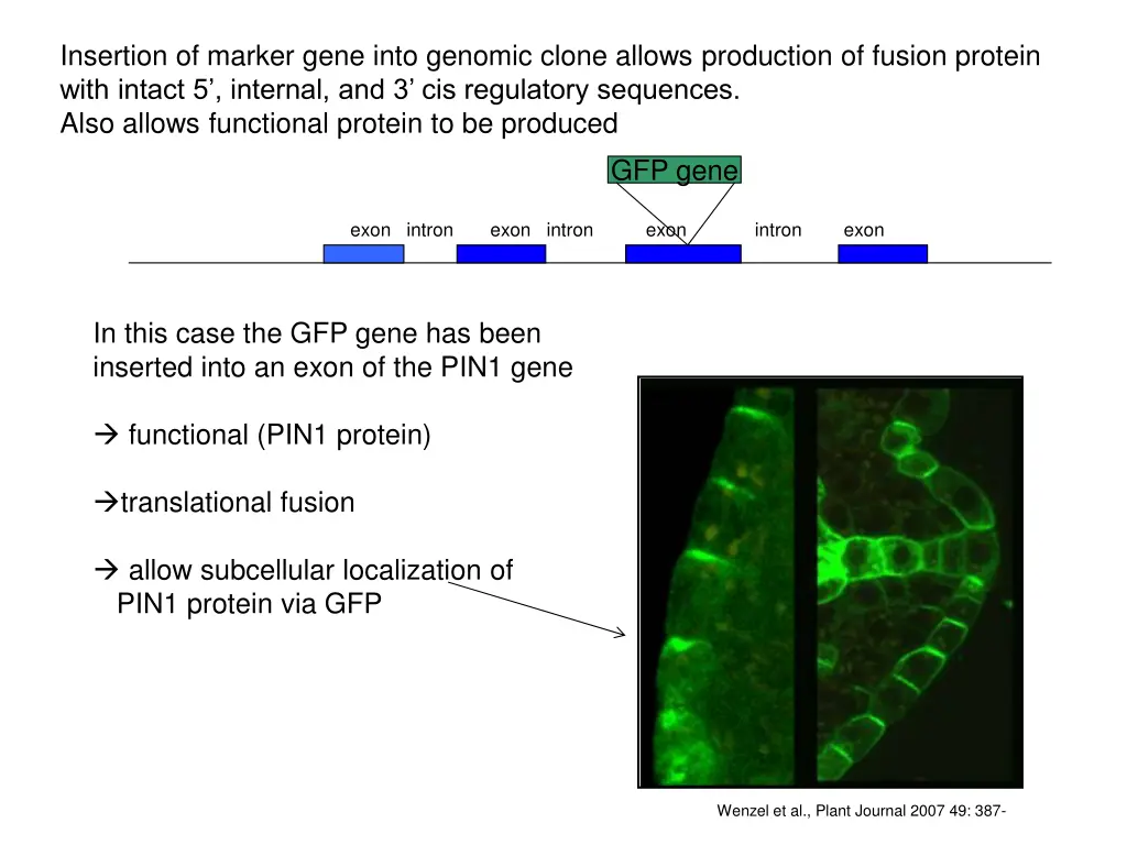 insertion of marker gene into genomic clone