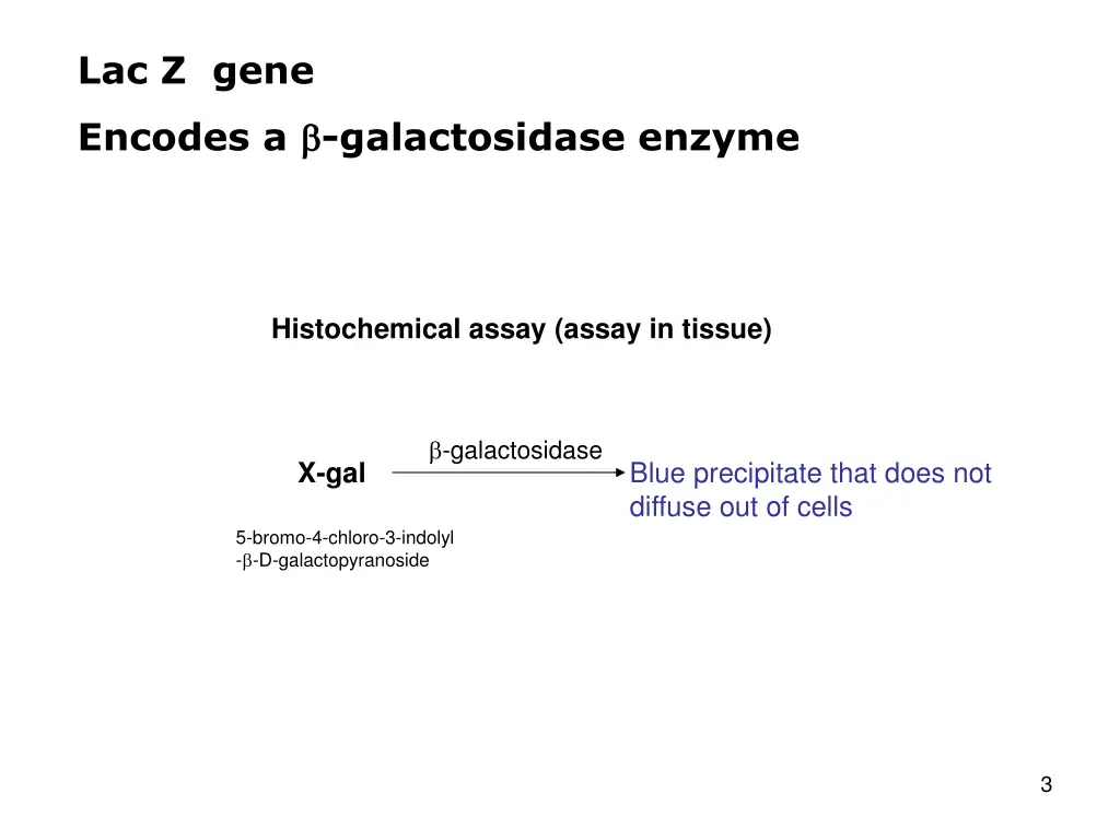 lac z gene