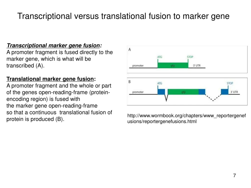 transcriptional versus translational fusion