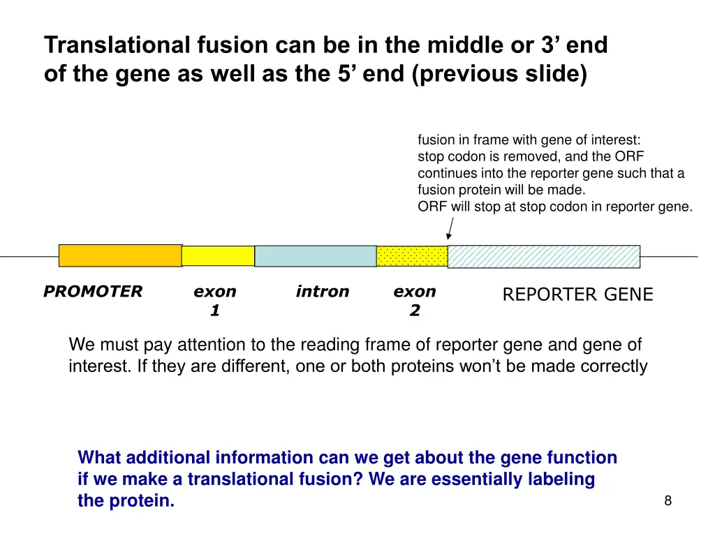 translational fusion can be in the middle