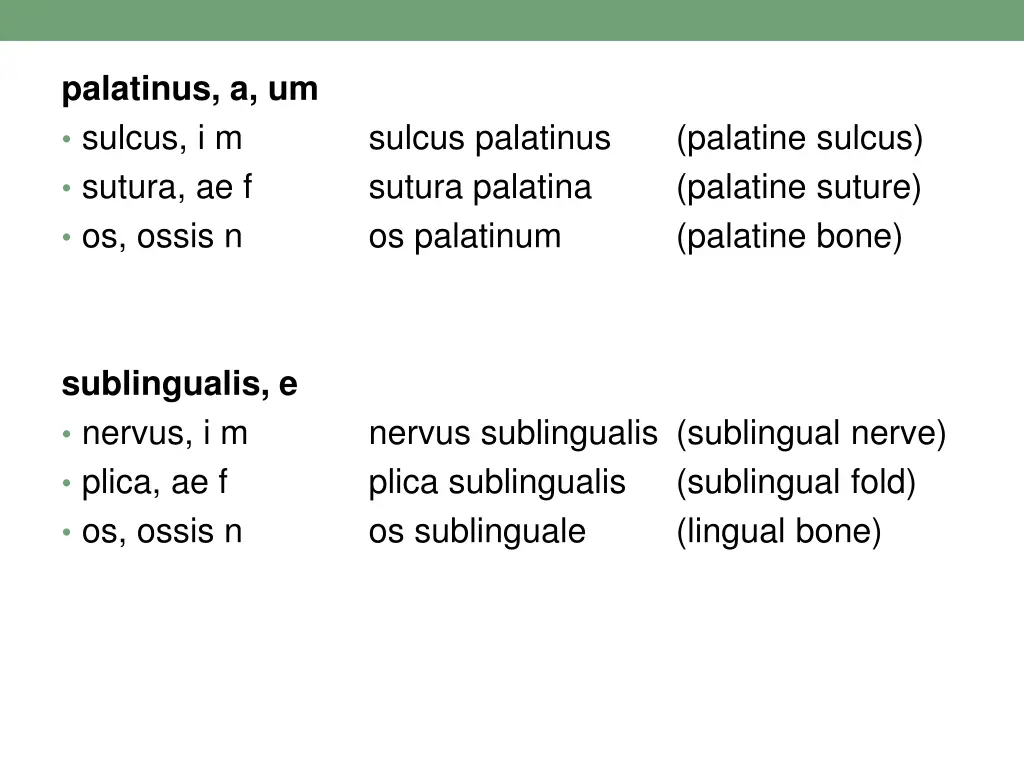 palatinus a um sulcus i m sutura ae f os ossis n