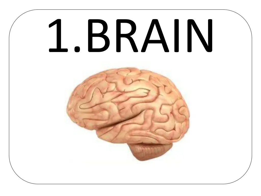 1 brain