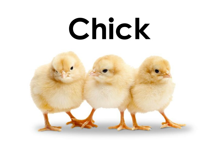 chick