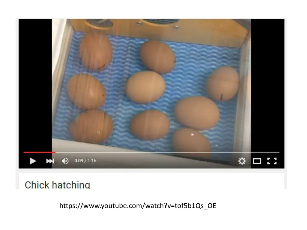 https www youtube com watch v tof5b1qs oe