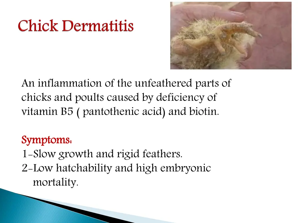 an inflammation of the unfeathered parts