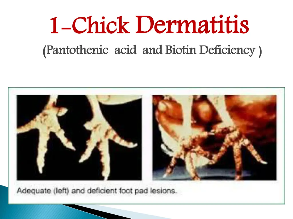chick dermatitis pantothenic acid and biotin