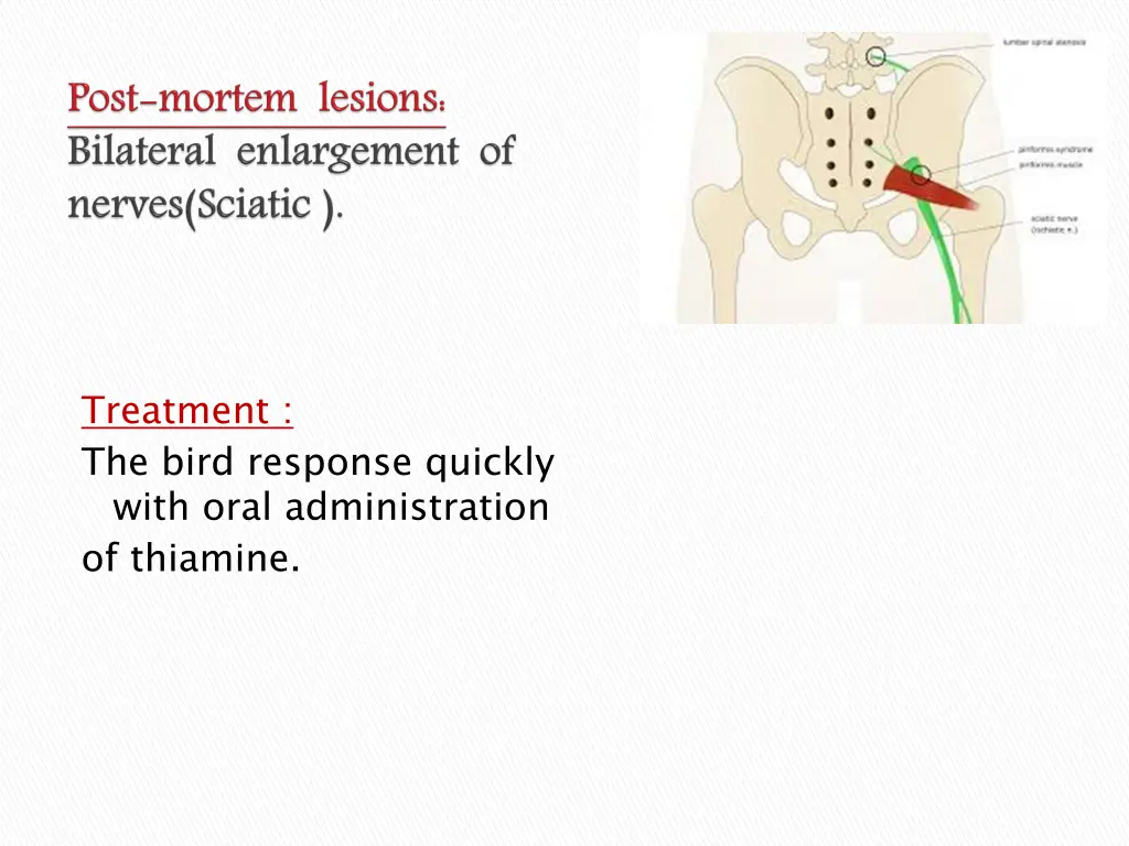 treatment the bird response quickly with oral