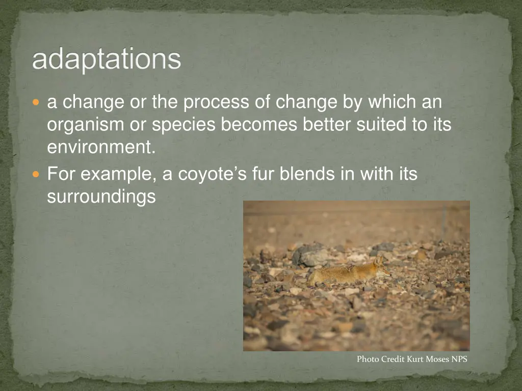 adaptations