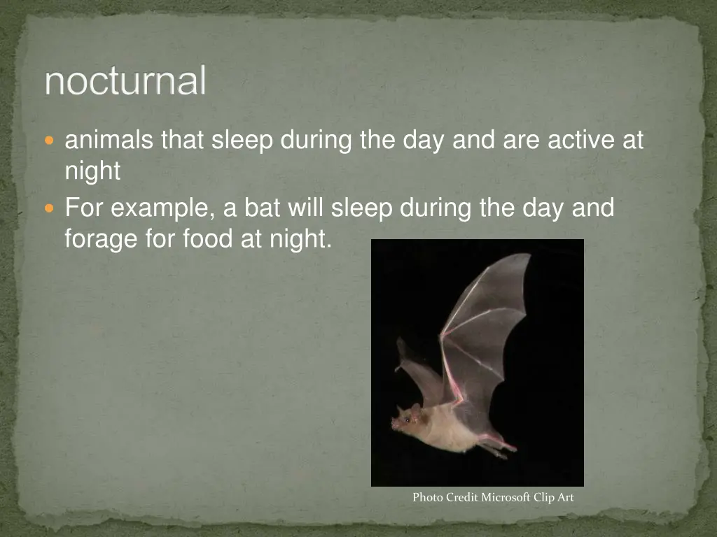 nocturnal