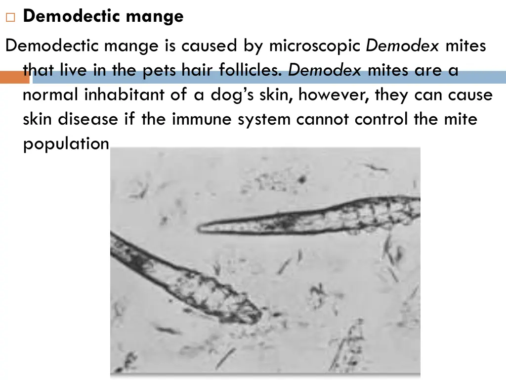 demodectic mange demodectic mange is caused
