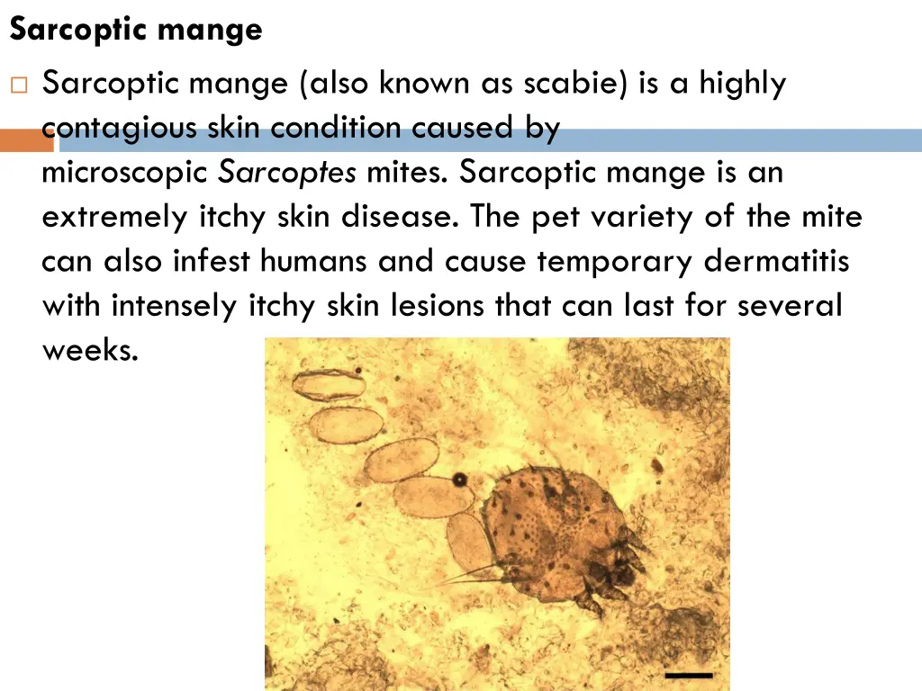sarcoptic mange