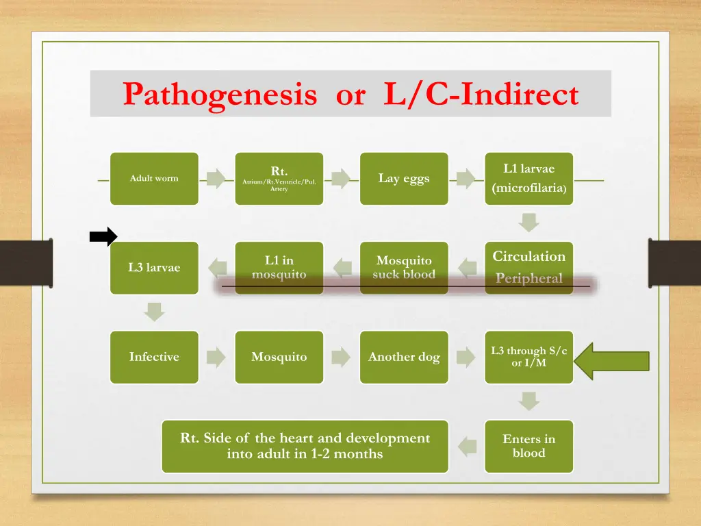 pathogenesis or l c indirect