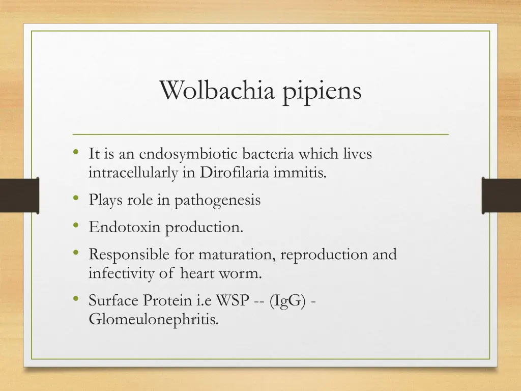 wolbachia pipiens