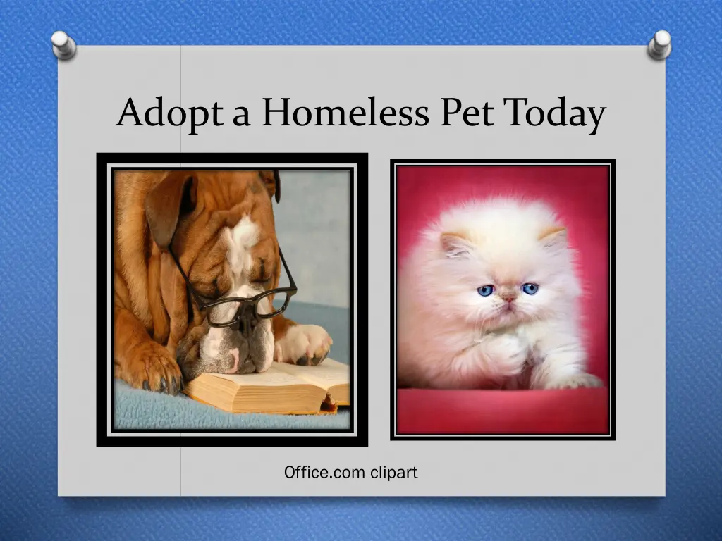adopt a homeless pet today