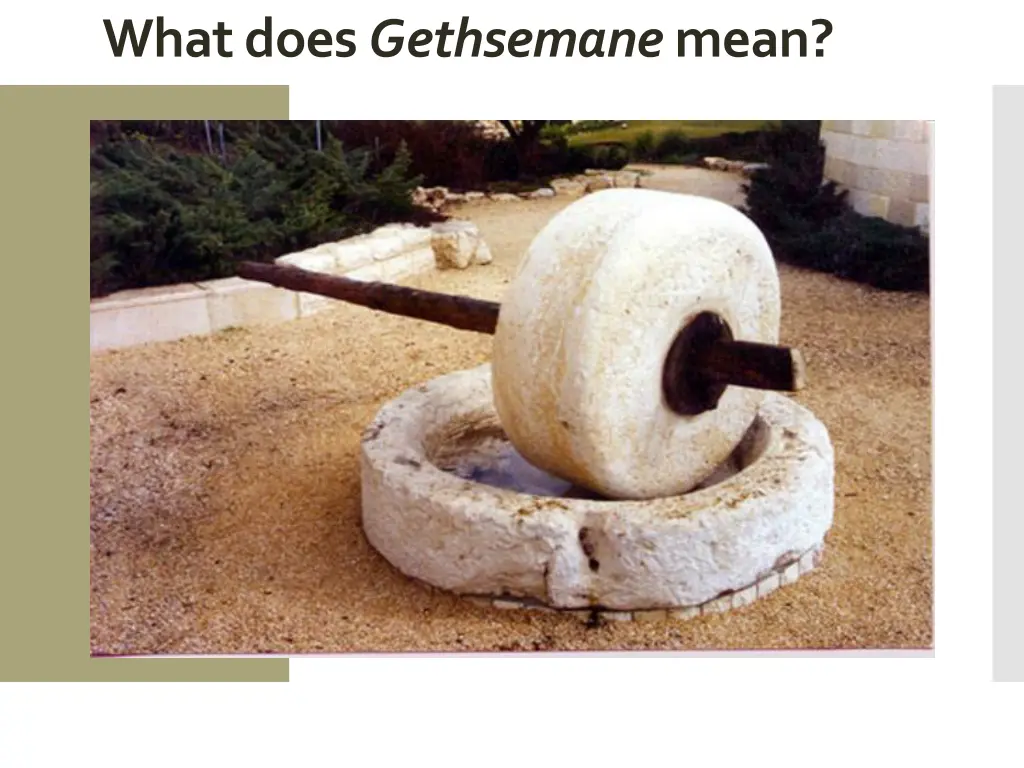 the symbolism of olive trees what does gethsemane