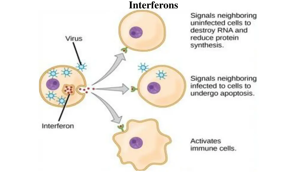 interferons 1