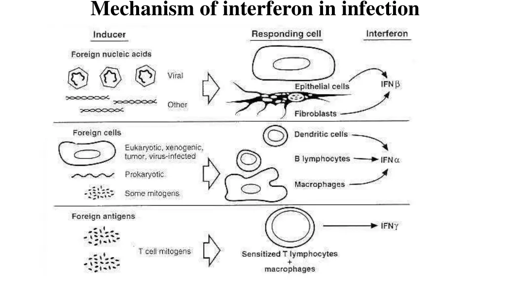 mechanism of interferon in infection