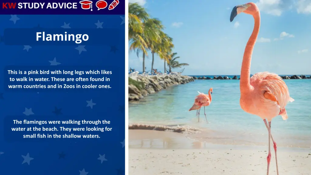 flamingo 1