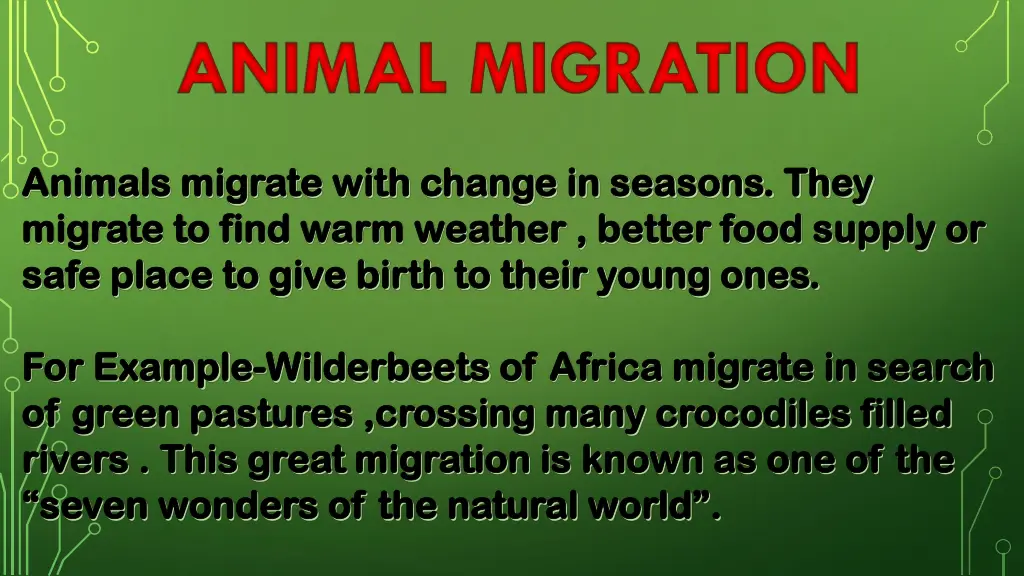 animal migration 1