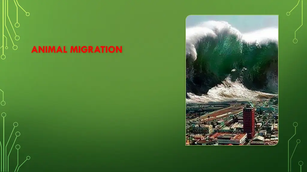 animal migration