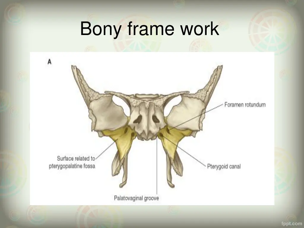 bony frame work