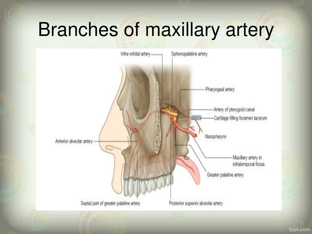 branches of maxillary artery