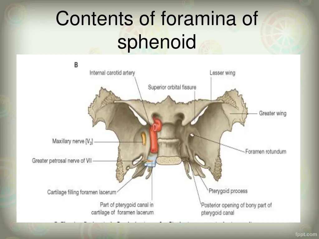 contents of foramina of sphenoid