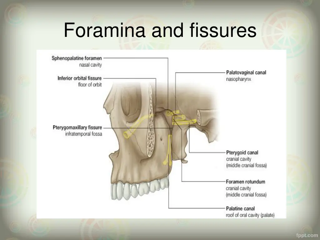 foramina and fissures