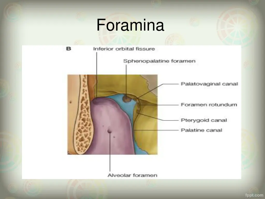 foramina