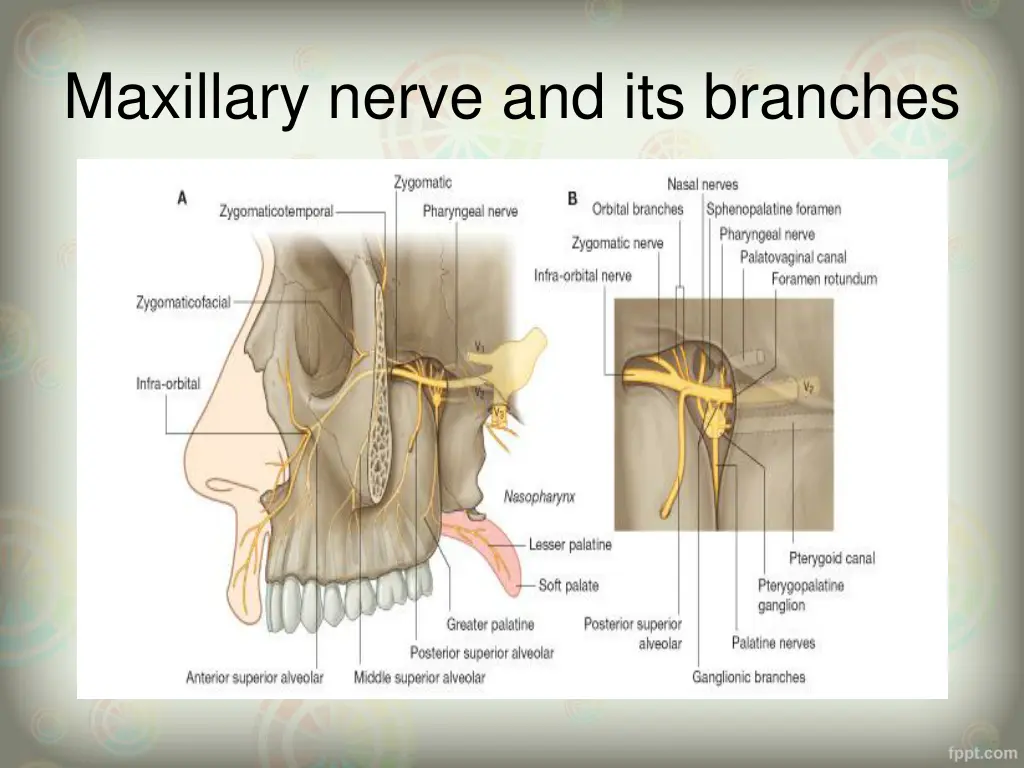maxillary nerve and its branches